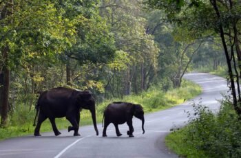 Exploring the Wildlife Sanctuaries in Kerala