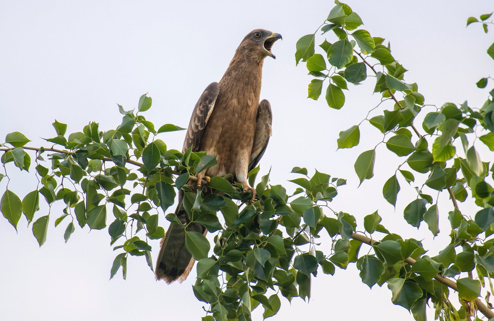 The Ultimate Guide to Bird Watching in Rajasthan